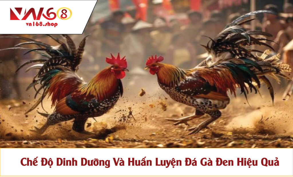 Chế độ dinh dưỡng của gà đen