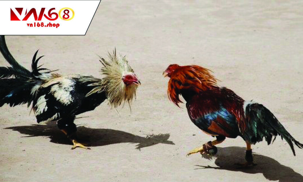 Đá Gà Đen Có Gì Khác So Với Các Giống Gà Chiến Khác